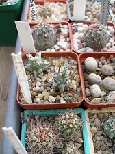 Коллекция Олега Мединского (Одесса)