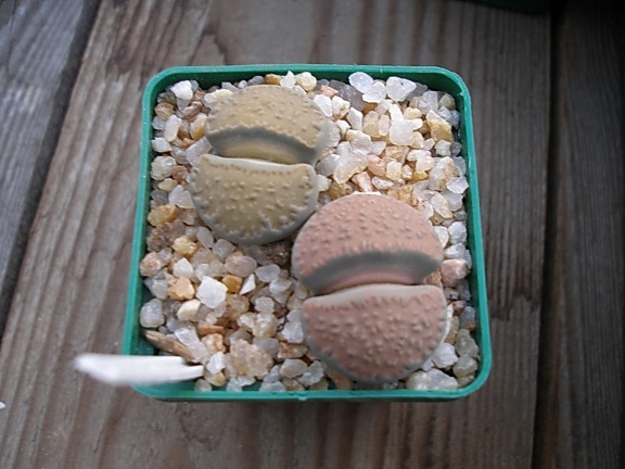 Коллекция Олега Мединского (Одесса)