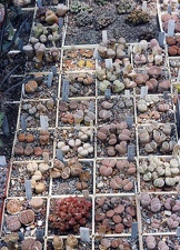 Коллекция Григория Мухина (Фастов)