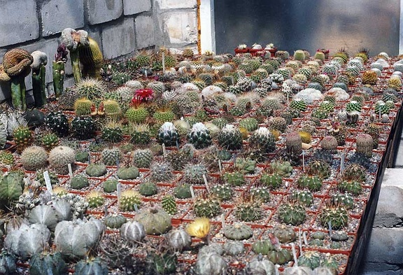 Коллекция Григория Мухина (Фастов)