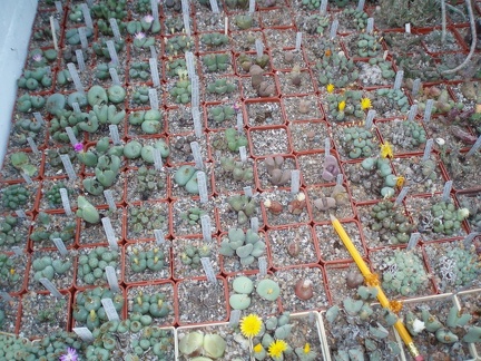 Коллекция Григория Мухина (Фастов)