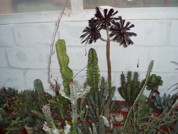 Коллекция Григория Мухина (Фастов)