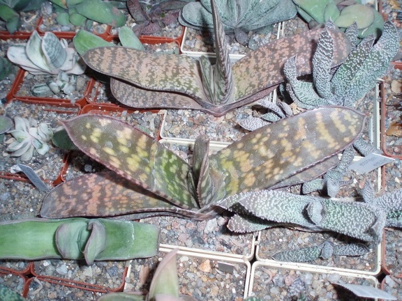 Коллекция Григория Мухина (Фастов)