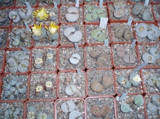 Коллекция Григория Мухина (Фастов)