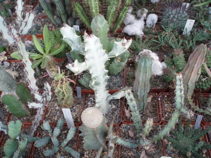 Коллекция Григория Мухина (Фастов)