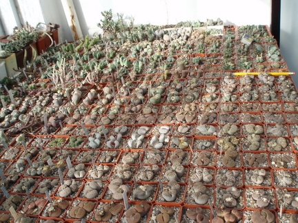 Коллекция Григория Мухина (Фастов)