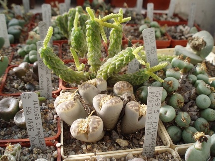 Коллекция Григория Мухина (Фастов)