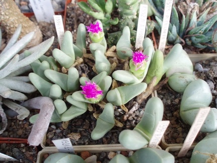 Коллекция Григория Мухина (Фастов)