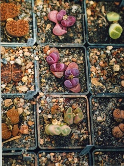 Коллекция Григория Мухина (Фастов)