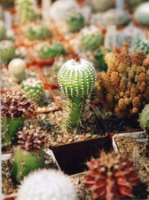 Коллекция Григория Мухина (Фастов)