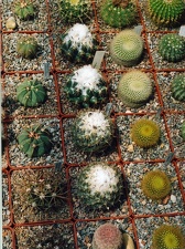 Коллекция Григория Мухина (Фастов)