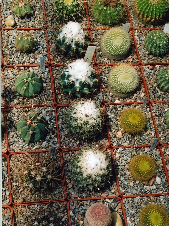 Коллекция Григория Мухина (Фастов)