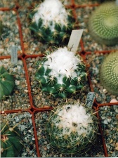 Коллекция Григория Мухина (Фастов)