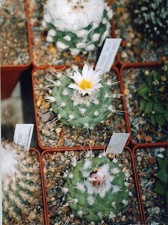 Коллекция Григория Мухина (Фастов)