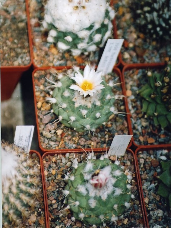 Коллекция Григория Мухина (Фастов)