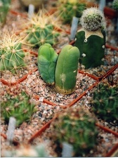 Коллекция Григория Мухина (Фастов)