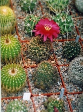 Коллекция Григория Мухина (Фастов)