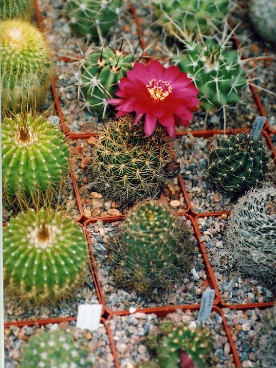 Коллекция Григория Мухина (Фастов)