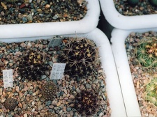 Коллекция Григория Мухина (Фастов)