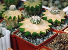 Коллекция Григория Мухина (Фастов)