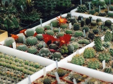 Коллекция Григория Мухина (Фастов)