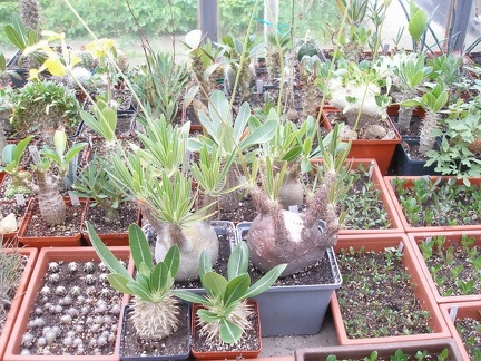 Коллекция Юрия Норенко (Бровары)