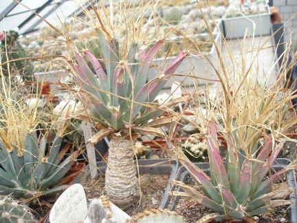 Коллекция Юрия Норенко (Бровары)