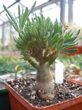 Коллекция Юрия Норенко (Бровары)