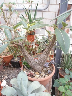 Коллекция Юрия Норенко (Бровары)