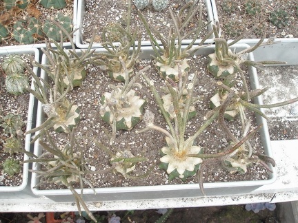 Коллекция Юрия Норенко (Бровары)