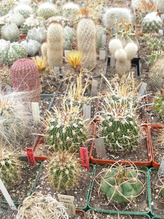 Коллекция Юрия Норенко (Бровары)