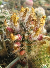 Фото коллекции В.М. Павлика (г. Жашков)