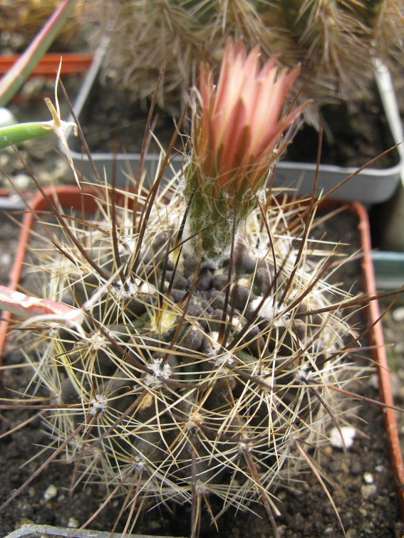 Фото коллекции В.М. Павлика (г. Жашков)