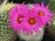 Фото коллекции В.М. Павлика (г. Жашков)