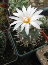 Фото коллекции В.М. Павлика (г. Жашков)