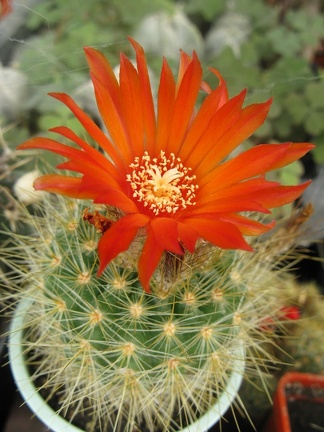 Фото коллекции В.М. Павлика (г. Жашков)