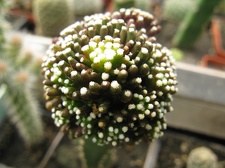 Фото коллекции В.М. Павлика (г. Жашков)