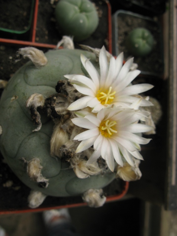 Фото коллекции В.М. Павлика (г. Жашков)