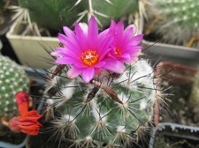 Фото коллекции В.М. Павлика (г. Жашков)