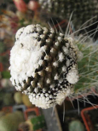 Фото коллекции В.М. Павлика (г. Жашков)