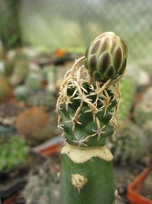 Фото коллекции В.М. Павлика (г. Жашков)