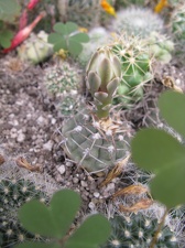 Фото коллекции В.М. Павлика (г. Жашков)