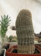 Фото коллекции В.М. Павлика (г. Жашков)