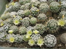 Фото коллекции В.М. Павлика (г. Жашков)