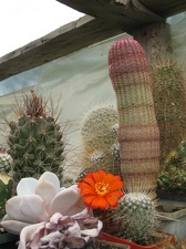 Фото коллекции В.М. Павлика (г. Жашков)