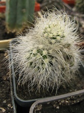 Фото коллекции В.М. Павлика (г. Жашков)