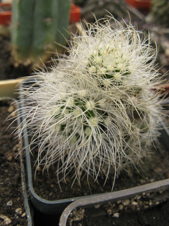 Фото коллекции В.М. Павлика (г. Жашков)