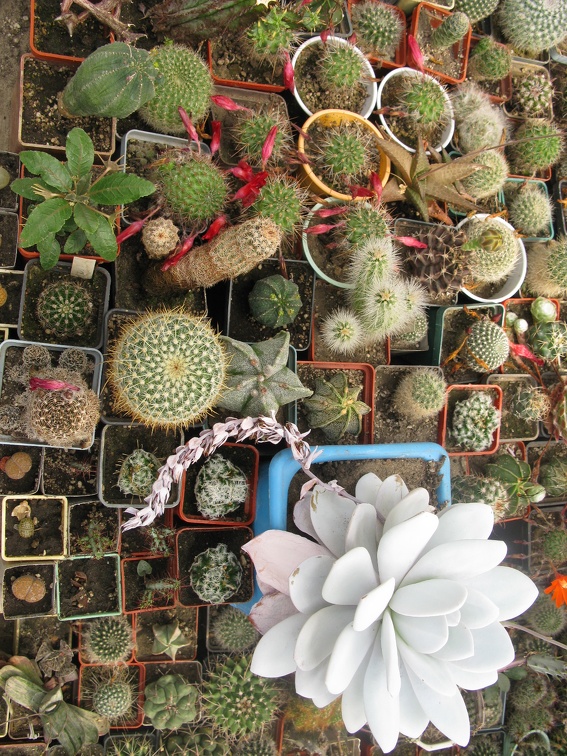 Фото коллекции В.М. Павлика (г. Жашков)