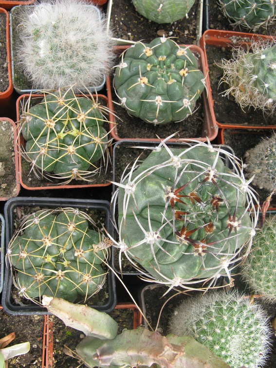 Фото коллекции В.М. Павлика (г. Жашков)