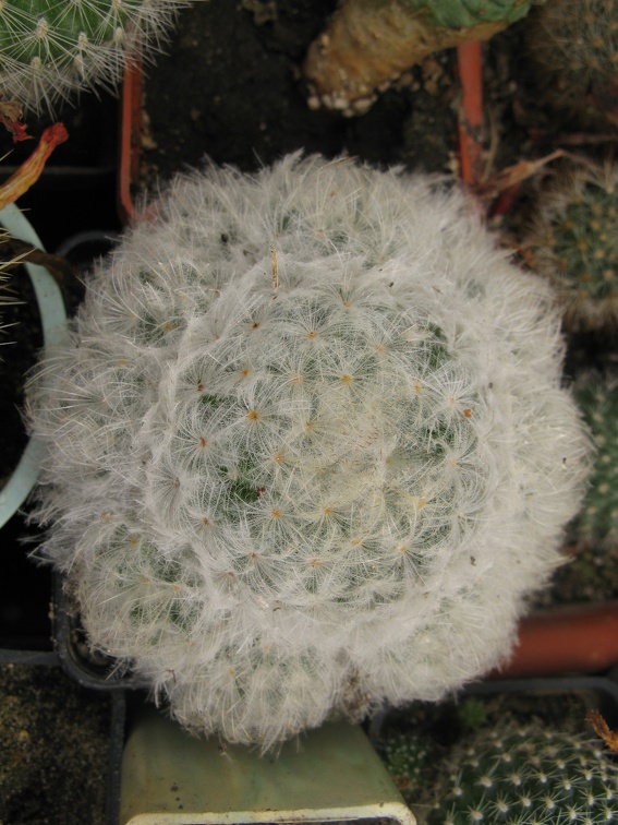 Фото коллекции В.М. Павлика (г. Жашков)